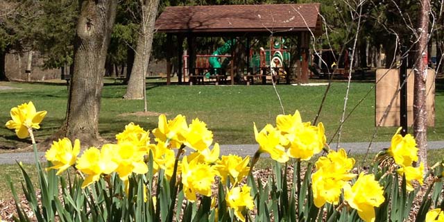 640_dafodil_park