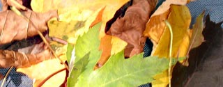 Fall is in the Air
