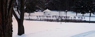 Winter Beauty